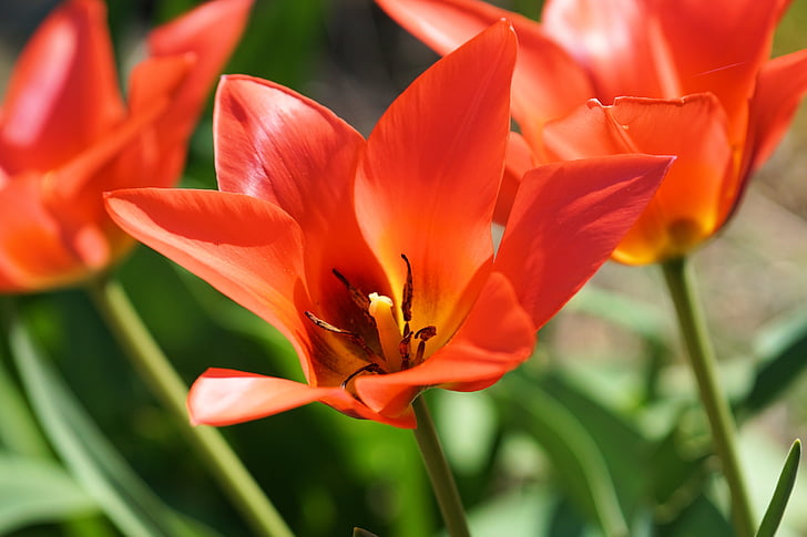 Royalty Free Photo Selective Focus Photograph Of Red Petaled Flower