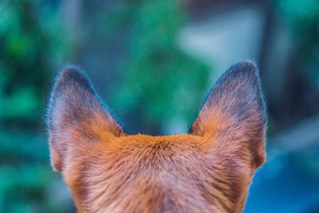 closeup photography of dog ears