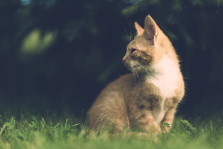 orange tabby cat sitting on green grass
