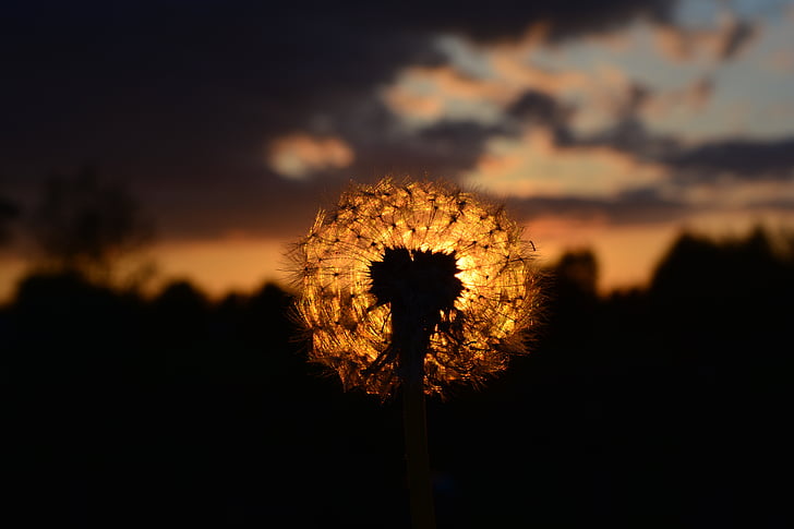 silhouette photography of dandelion under sunset