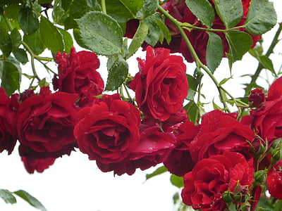 red roses with dews