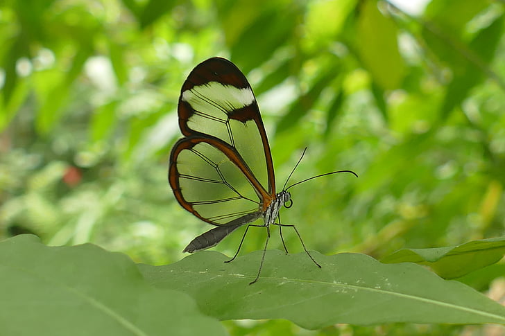 macro shot photography of brown butterfly on top of green leaf during daytime