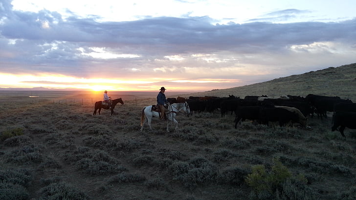 men's riding horses on gray leafed plants field under sunset