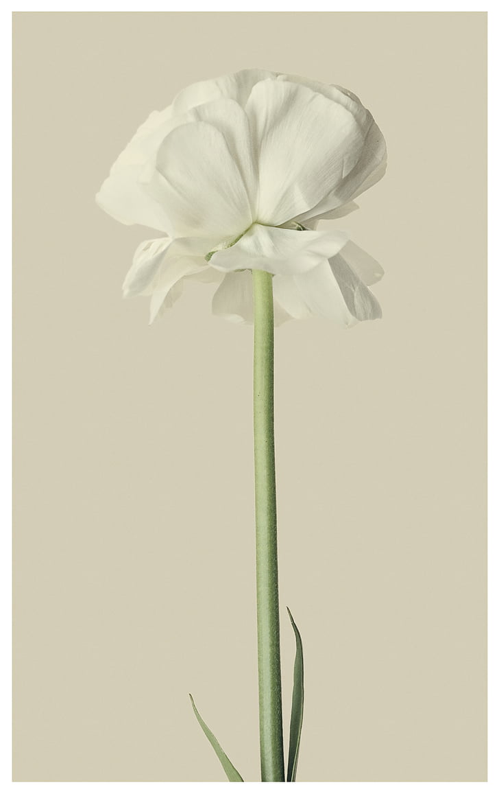 closeup photography of white tulip