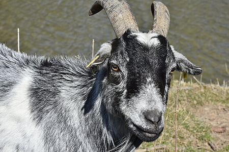 gray and white goat