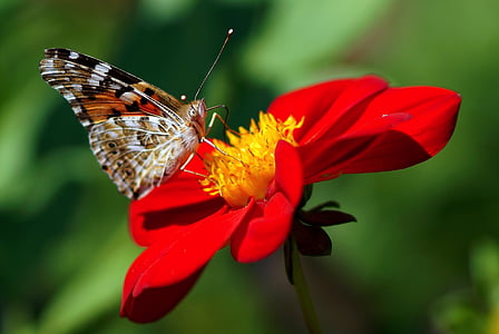 brown butterfly perching on red flower closeup photography