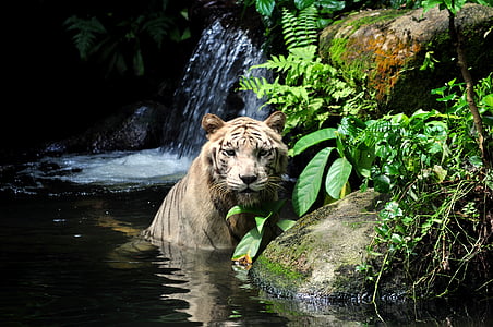 tiger on body of water