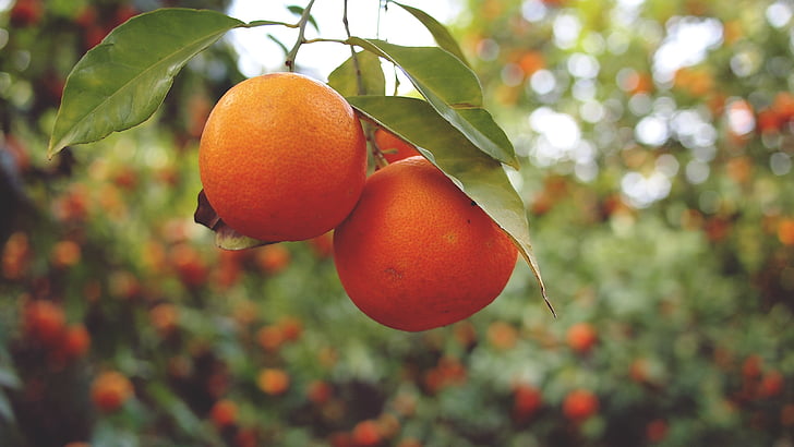 closeup photo of three orange fruits