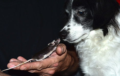 person holding brown rat facing white and black dog