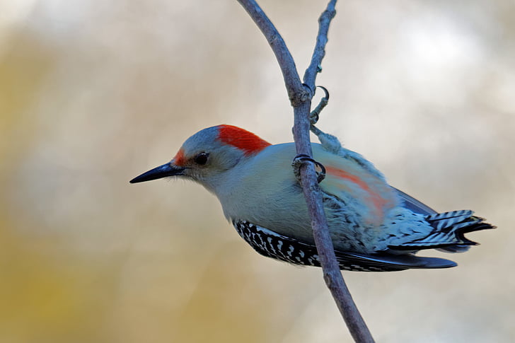 Northern flicker woodpecker perched on branch of tree