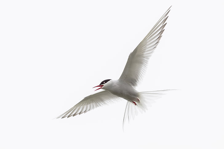 Royal tern flying under white clouds during daytime