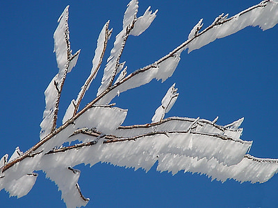 brown tree branch with icecles