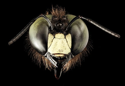 closeup photo of insect