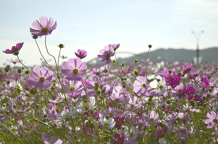 bed of purple and white cosmos flowers