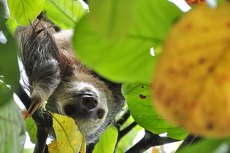 shallow focus photo of sloth