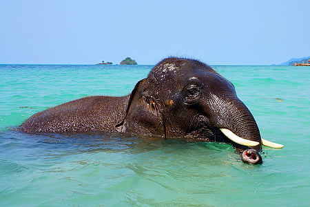 elephant in body of water