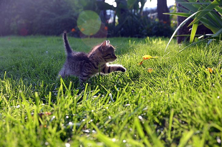 gray Tabby kitten on grasses