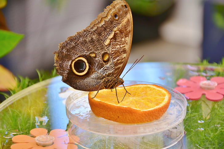 photo of brown butterfly on sliced orange