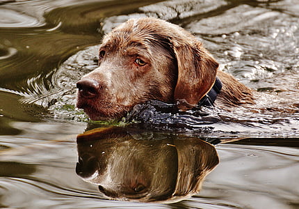 adult chocolate Labrador retriever on body of water
