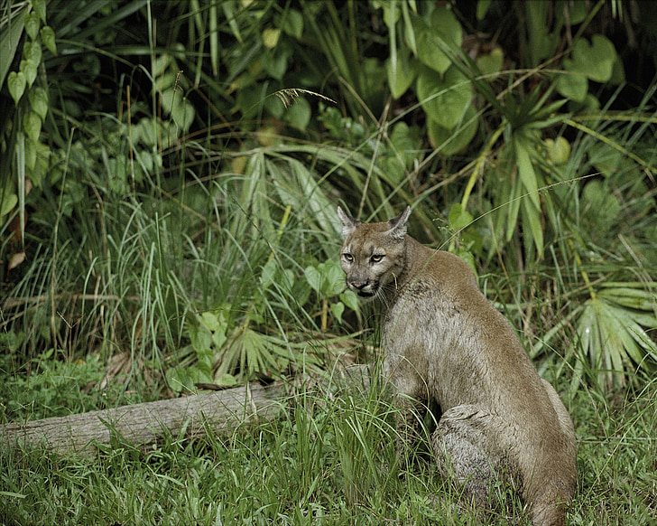 adult lynx near pllants