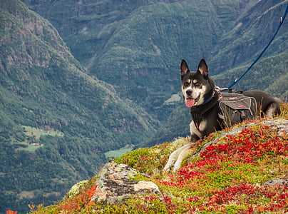 short-coated black and tan dog laying on cliff photo taken during daytime