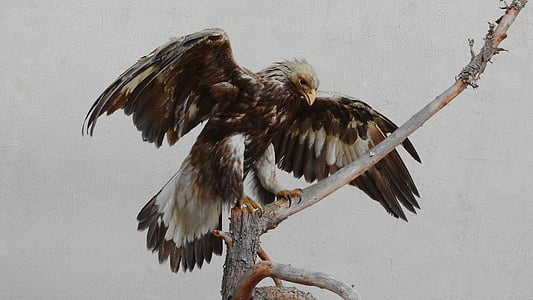 bald eagle on tree branch photo