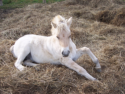 white horse lying on brown hay