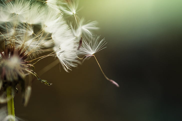 selective focus photography of dandelions