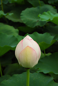 lotus, flowers, pond, water lily, buddha, plant