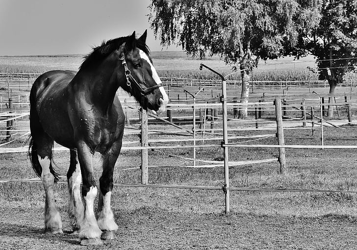 grey-scale photo of horse