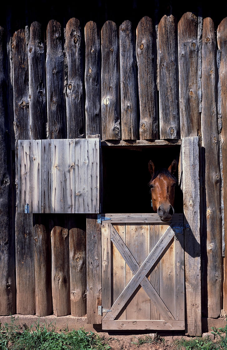 brown horse inside cage