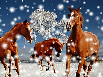 three horses running on snow field