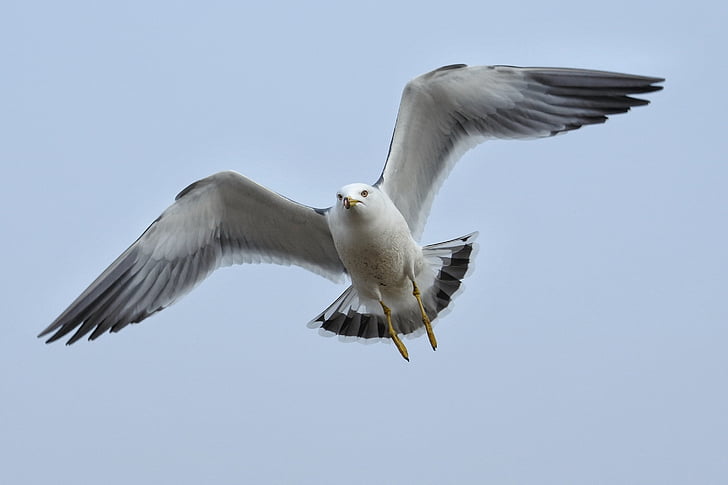 shallow focus photography of white and black seagull