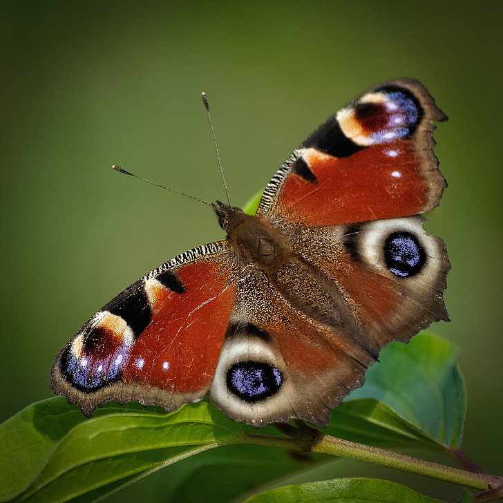 macro photo of peacock butterfly