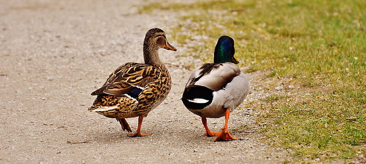 two mallard ducks walking on grass field during daytime