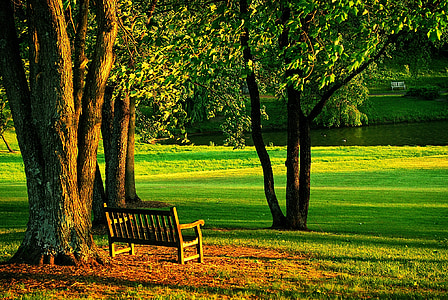 brown wooden bench under a large tree