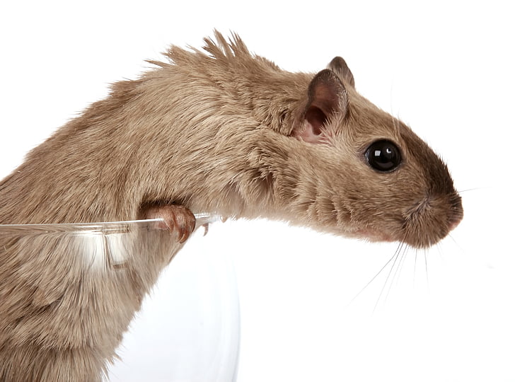 brown mouse in white background