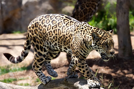 yellow, black, and brown leopard walking near tree during daytime