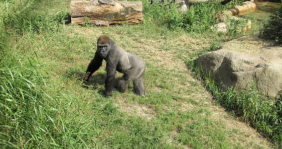 gorilla near stone