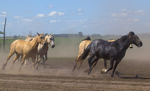 running black and brown horses