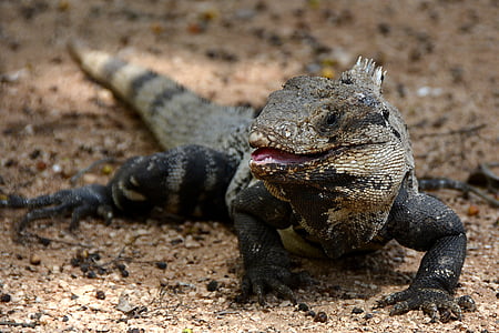 selective focus photography of black lizard\