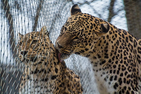 Leopard licking another leopard
