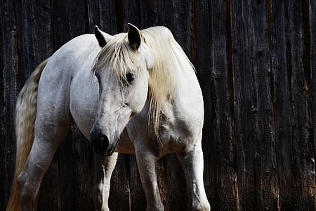 white horse beside black wall