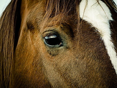 closeup photo of brown and white horse face