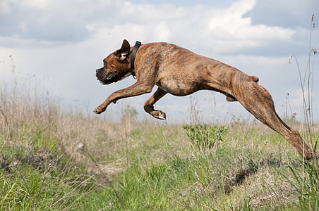 brindle jumping over grass
