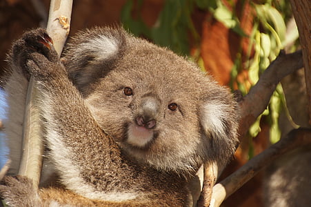 koala on gray tree branch photo