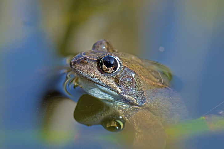 closeup photography of brown toad