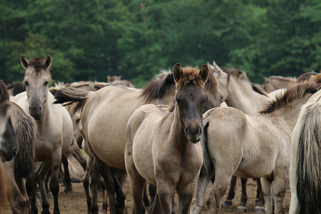 herd of brown horses during daytime
