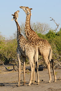 two brown giraffes near bush under blue sky during daytime