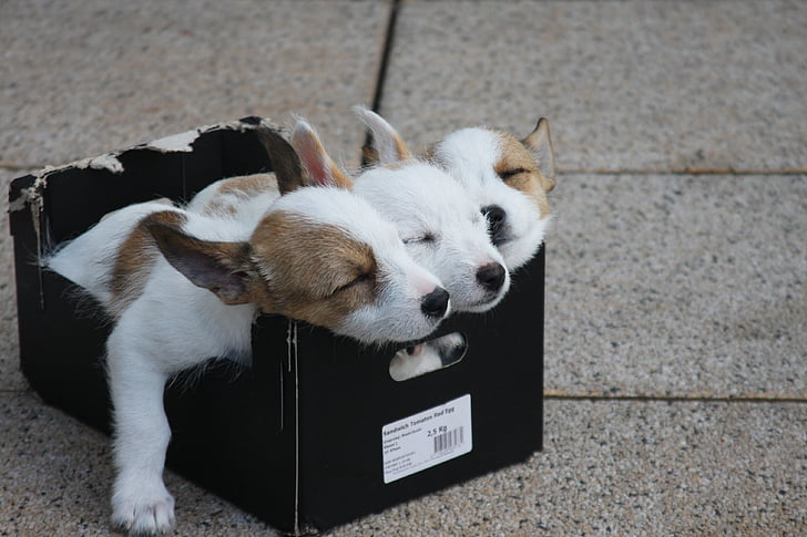three puppies on black box